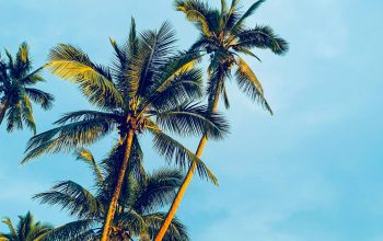 Wallpaper Coconut Trees Under Blue Sky