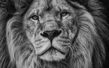 Wallpaper Grayscale Photography of Lion