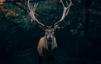 Wallpaper Brown Deer Under Tree