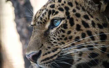 Wallpaper Brown and Black Leopard