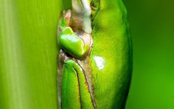 Wallpaper Macro Photo of Green Frog