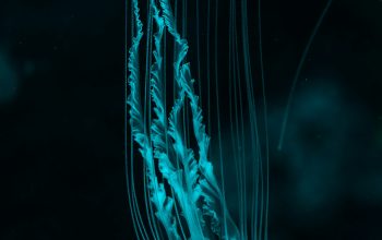 Wallpaper White Jellyfish
