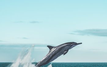 Wallpaper Dolphin Jumping on Sea During Daytime