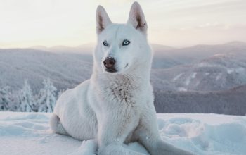 Wallpaper Adorable Short-Haired White Dog