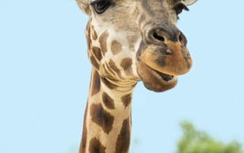 Wallpaper Brown and Beige Giraffe