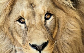 Wallpaper Close Up Photography of Lion