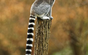Wallpaper Ring-Tailed Gray Lemur