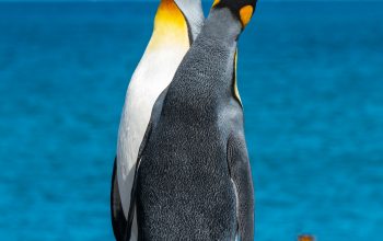 Wallpaper Two Penguins on Seashore During Daytime