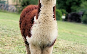 Wallpaper Standing White and Brown Alpaca