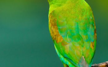 Wallpaper Green and Yellow Small Beaked Bird on Twig