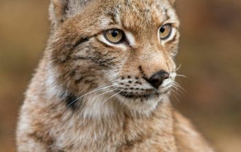 Wallpaper Brown Lynx Cat