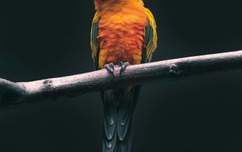 Wallpaper Orange Parrot