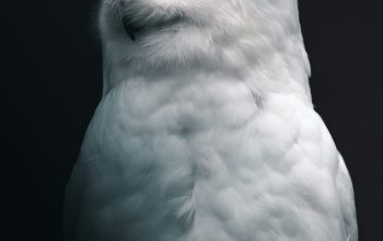 Wallpaper White Owl