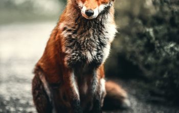 Wallpaper Orange and Silver Fox