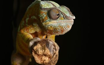 Wallpaper Green Lizard