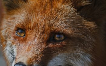 Wallpaper Red Fox