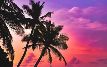 Wallpaper Silhouette Photography of Coconut Palm Trees