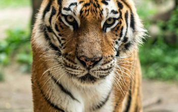 Wallpaper Bengal Tiger