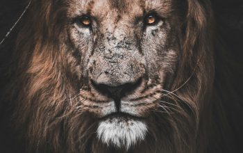 Wallpaper Brown Lion