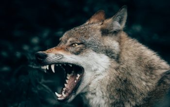Wallpaper Wolf with Open Mouth