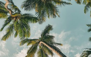 Wallpaper A Group of Palm Trees Reaching Up Into the Sky