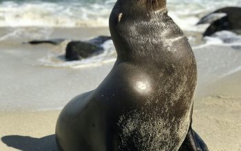 Wallpaper Black Seal Lion in Seashore