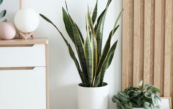 Wallpaper Snake Plant in Vase