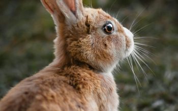 Wallpaper Brown Rabbit