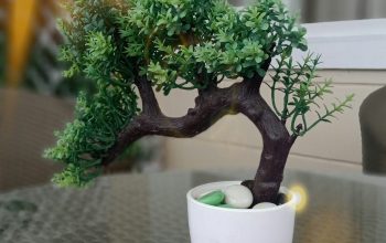 Wallpaper Green Bonsai Plant in Pot