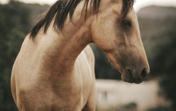 Wallpaper Brown Horse