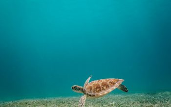 Wallpaper Brown Turtle in Body of Water