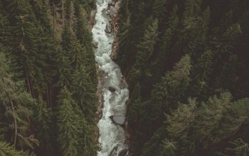 Wallpaper River Between Trees