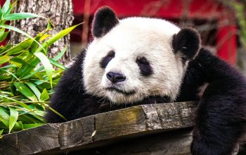 Wallpaper Panda Bear on Gray Plank Near Green Plant
