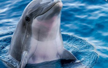 Wallpaper Dolphin