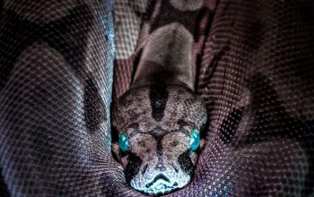 Wallpaper Brown and Black Snake