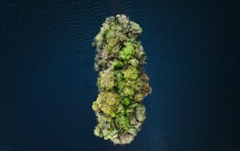Wallpaper: An Aerial View of a Tree in the Middle of Water