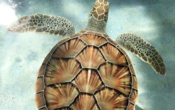 Wallpaper Brown Turtle Swimming in Water