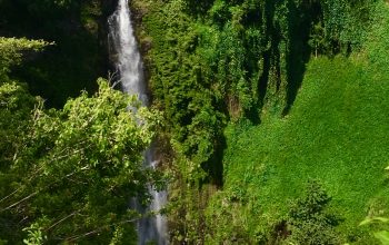 Wallpaper Waterfalls Surrounded by Tall Green Trees