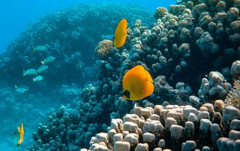 Wallpaper Yellow Fish Over Corals