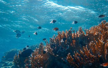 Wallpaper Underwater Photography of Fishes Beside Coral Reefs