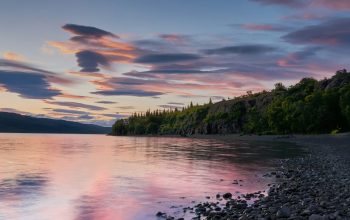 Wallpaper Trees on Shoreline