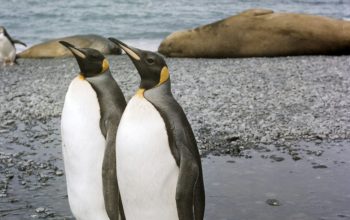 Wallpaper White and Black Penguins