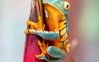 Wallpaper Green Frog on Red Post