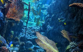 Wallpaper Yellow and Black Fish in Water