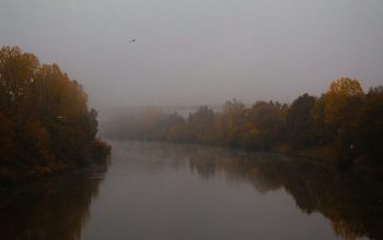Wallpaper Brown Trees Beside River During Foggy Weather