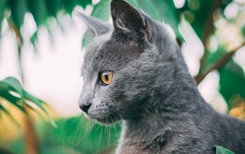 Wallpaper Russian Blue Cat on Green Grass