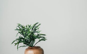 Wallpaper Green Plant in Brown Wooden Pot