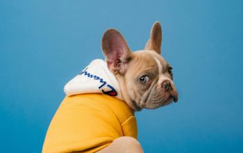 Wallpaper Brown Short Coated Dog in Orange Hoodie