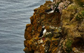 Wallpaper Black and White Bird on Brown Rock