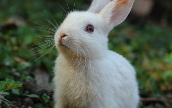 Wallpaper White Rabbit on Green Grass